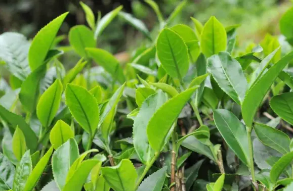 苏州河夜跑达人推荐 外白渡桥到四行仓库最佳两公里历史光影路线